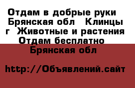 Отдам в добрые руки - Брянская обл., Клинцы г. Животные и растения » Отдам бесплатно   . Брянская обл.